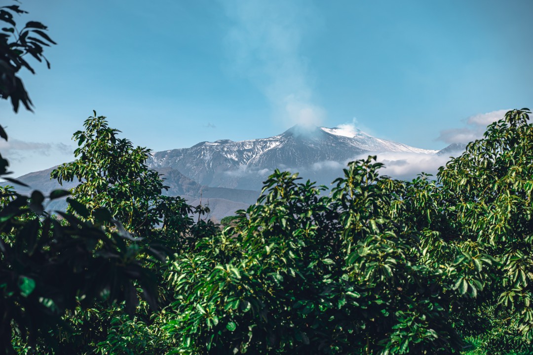 Giarre, SiciliaAvocado