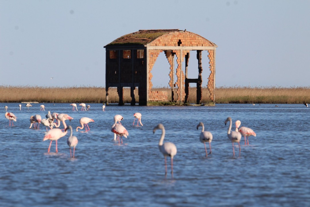 Delta del Po, Sacca degli Scardovari